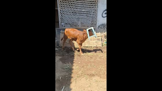 Playful calf gets plastic stool stuck on its head in Jember, Indonesia