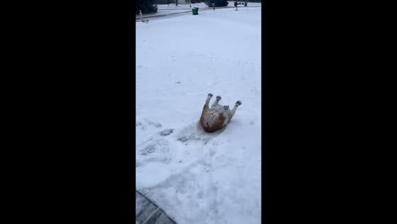 Bulldog bliss: Scarlette's snow sliding sdventure in Hinckley, Ohio