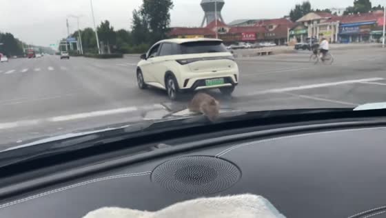 Rat surprises driver by slipping into car engine in Henan, China