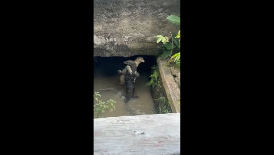 Two water monitor lizards emerge from drainage culvert in Cilegon, Indonesia