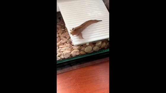 Mudskipper snatches bug in swift move in Ho Chi Minh, Vietnam