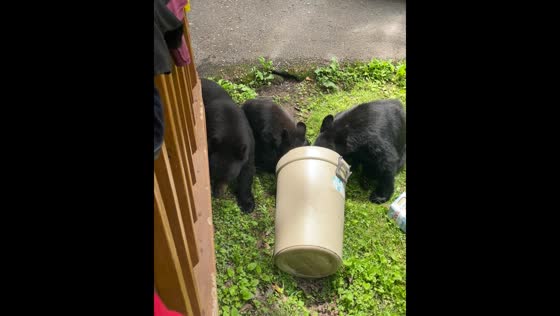 Bears invade Gatlinburg cabin: close encounters caught on camera
