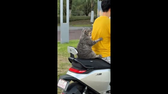 Cat clings to rider during amusing e-scooter journey in Hong Kong