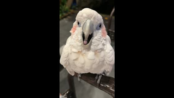 Noisy cockatoo shows off loud scream in Jiangsu, China
