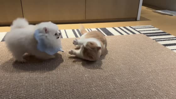 Munchkin cat and Pomeranian play chase in Shanghai, China