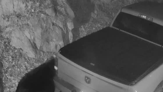 Black bear opens truck door in Gatlinburg, Tennessee, USA