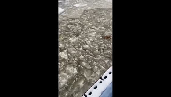 Sailors rescue exhausted dog from icy waters in Kaliningrad Oblast, Russia