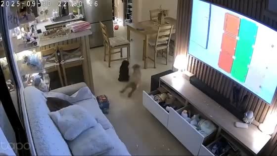 Earthquake shakes home as dogs panic in Pasil, Cebu, Philippines