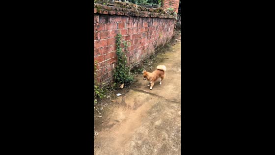 Protective hen hilariously chases puppy away from chick in Jiangxi, China