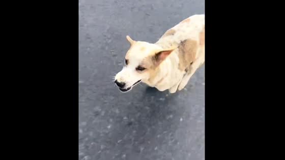 Dog chases motorcycle rider in Tabanan, Bali.