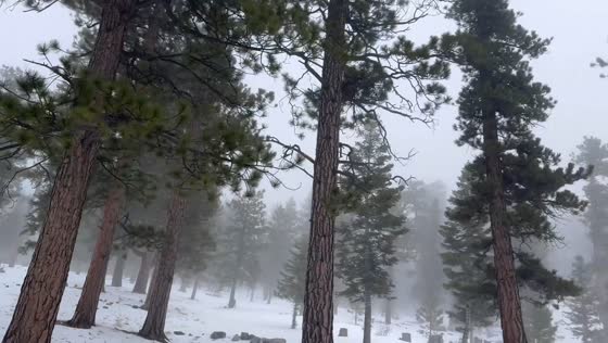 Swirling fog and snow-dusted pines at Lee Canyon, Nevada, USA