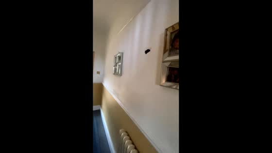Bee buzzing under stairs startles man in Liverpool, UK