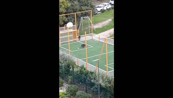 Wild boar nudges a football into the goal on a community pitch in Marseille, France