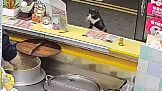Cat jumps to peek over counter in Taiwan video