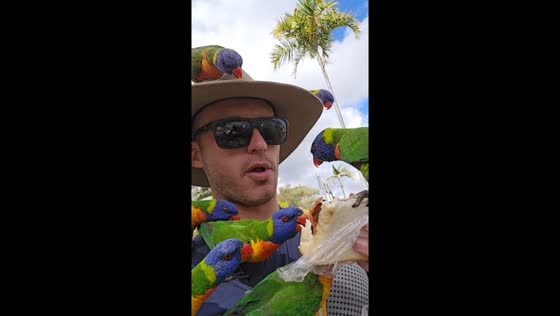 Rainbow birds steal sandwich at Theresa Creek Dam, Australia