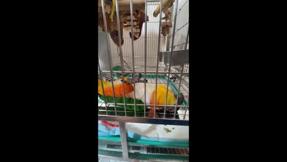 Morning routine: parrot's energetic slide excitement