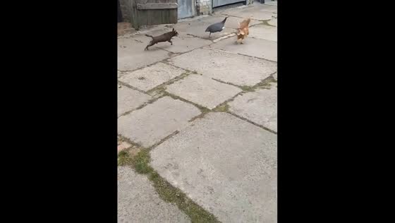 Chihuahua chases chickens in Gomel village