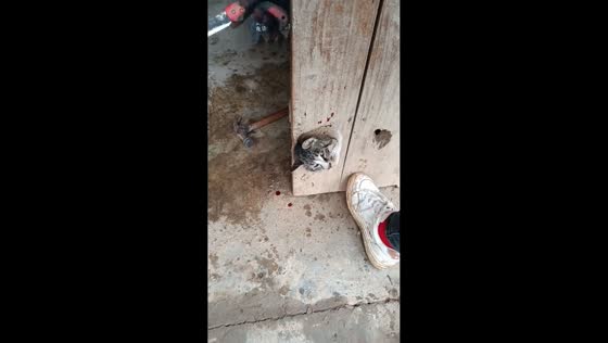 Man rescues cat stuck in wooden plank in Hubei, China