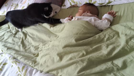 Adorable cat gently wakes sleeping baby in Yunnan, China