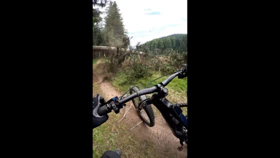 Tree falls across trail in Italy; cyclists escape injury