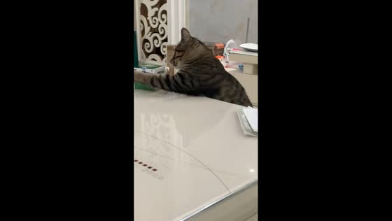Cat knocks objects off table in Henan, China