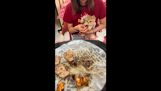 Munchkin cat stubbornly refuses fruit in Shanghai, China