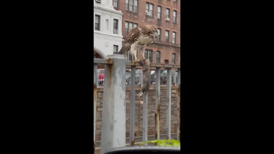 Urban wildlife: juvenile red-tailed hawk feasts on rodent in New York City