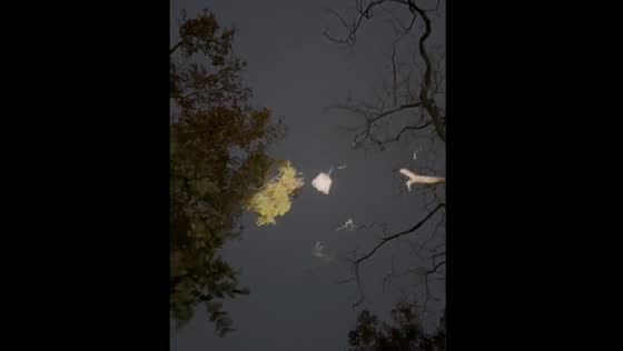 Flying squirrel glides between trees at night in India