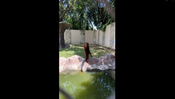 Heartfelt interaction: orangutan's plea for food delights visitors at Phnom Penh Zoo