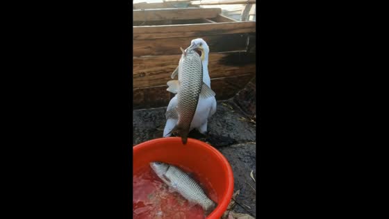 Gannet bird swallows a whole fish in Shandong, China