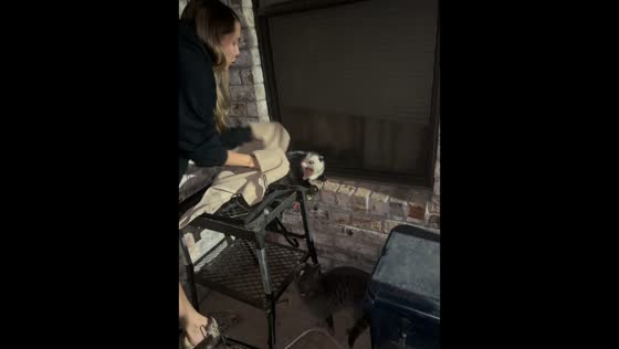 Defensive opossum hisses during late-night patio encounter in Louisiana, USA