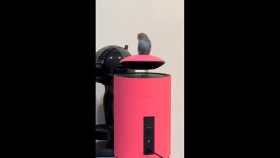 Budgerigar bird enjoys music while sitting on spinning levitating speaker in Hubei, China