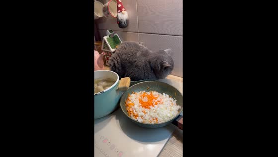  Feline cozies up in kitchen pan in Russia