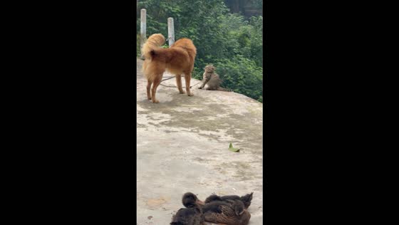 Cat falls off the pavement edge after pushing back at a dog in Chongqing, China