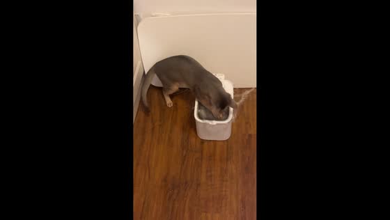 Cat splashes water from automatic dispenser in Shanghai, China