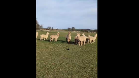Alpacas cautiously investigate plant pot in Fife
