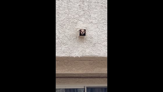 Barking vent dog: hilarious surprise caught on video!