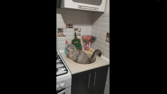 Cat takes matters into its own paws: sink becomes impromptu litter box!