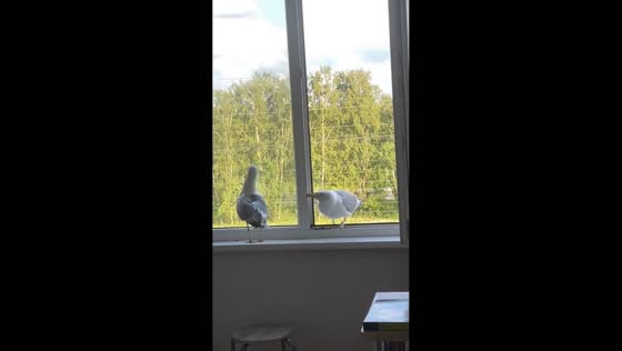 Seagull's struggle with window creates amusing moment in Riga, Latvia