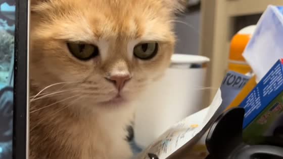 Snoozing cat suddenly jolts awake in Shanxi, China