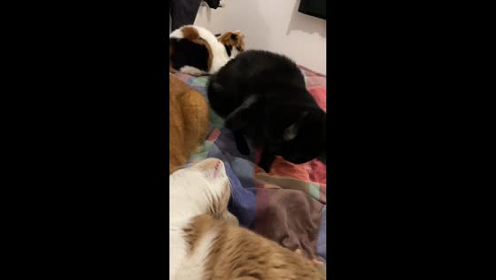 Cat smacks another cat awake in Madrid, Spain