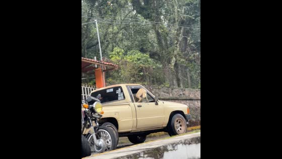 Dogs chase after pickup in Temascaltepec, Mexico