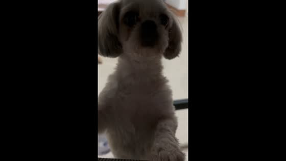 Surprise guest: Shih Tzu crashes golden retriever's video