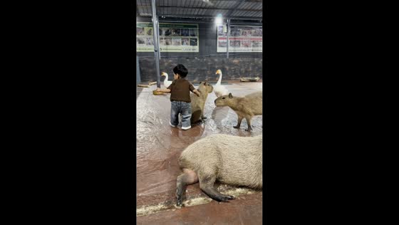 Toddler enjoys playful moment with capybara and goose in Kuala Lumpur, Malaysia