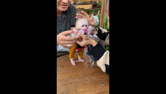 Sibling rivalry: Pika monkey vs. Aka monkey - intense battle for milk bottle