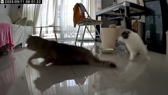 Playful cats hilariously slip and slide across living room in Guizhou, China