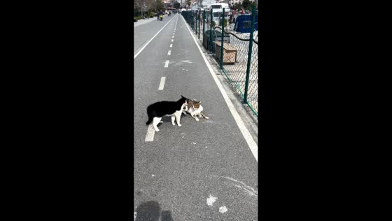 Friends step in to stop cat fight in Istanbul, Turkey