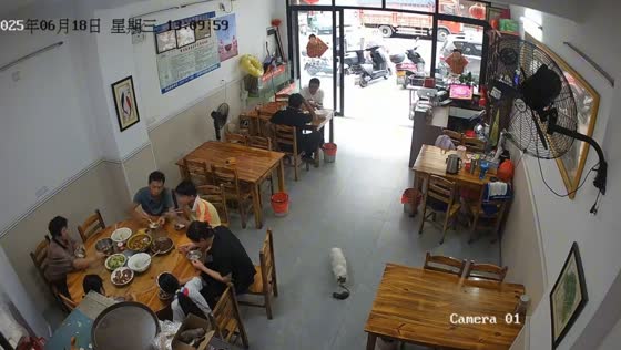 Cat brings rat into diner during meal in Guangdong, China