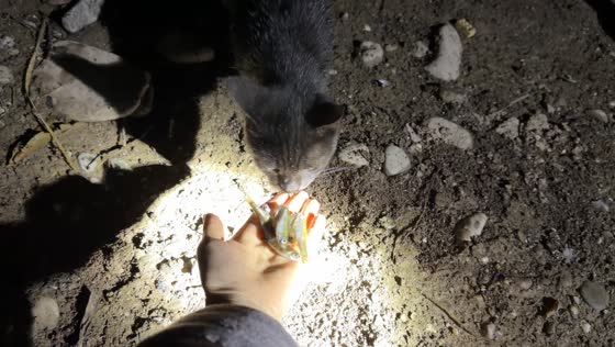 Cat bites owner’s fingers while being fed dried fish in Hunan, China
