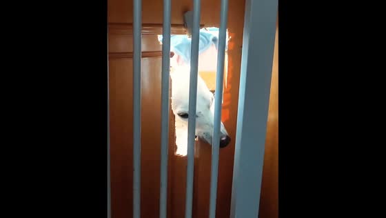 Dog tears down door in Shanghai 